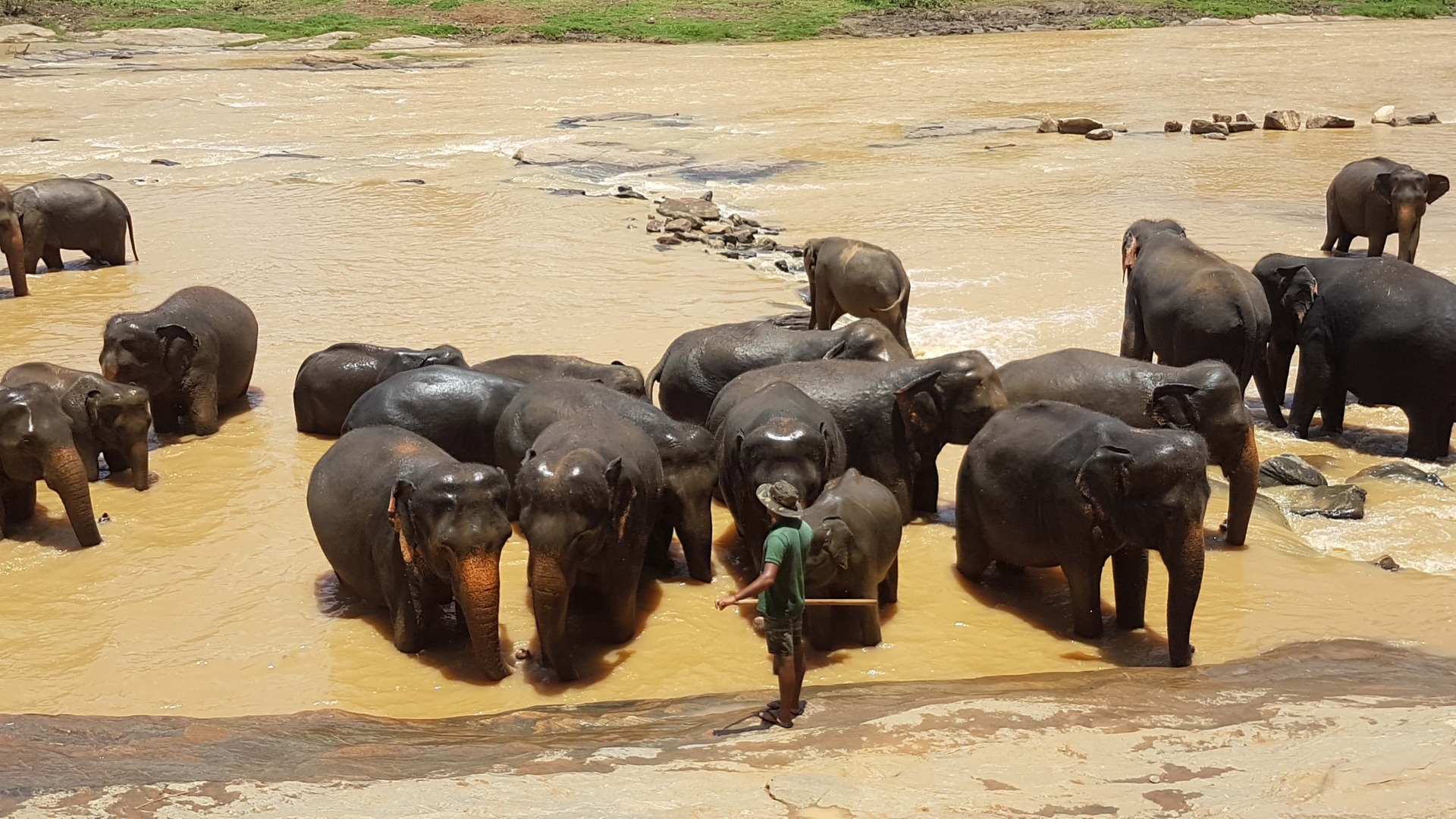 sri lanka, colombo, travel, fromthecornertable, black sunday, easter sunday, travel blog, from the corner table, pinnawala