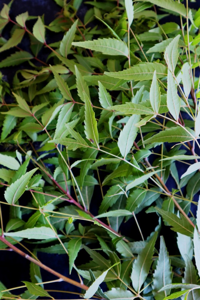 Fresh neem leaves stir-fried with coconut to crispy perfection; a recipe on From The Corner Table.